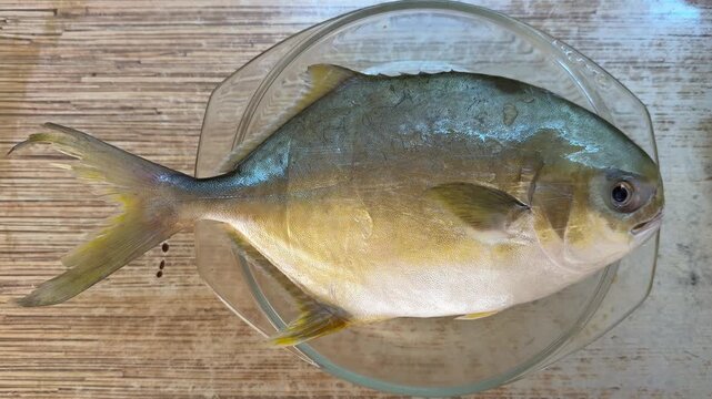 Frozen pompano fish on glass bowl defrosting on wooden countertop, silver-yellow scales glint, clear bowl collecting meltwater