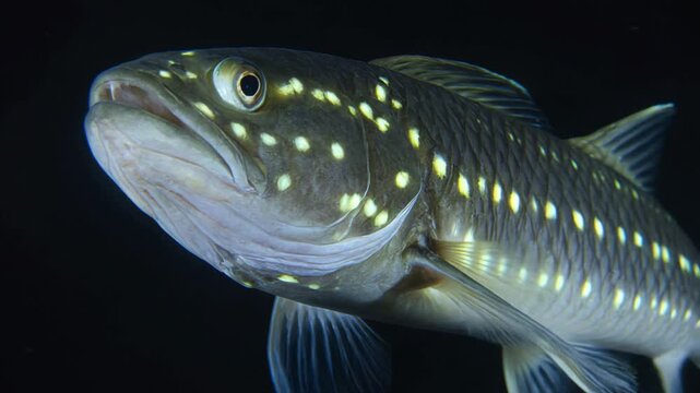 Close Up Glowing Deep Sea Dragonfish Showing Translucent Fangs And Luminescent Organs Marine Biology Video