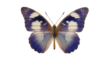 Isolated stunning butterfly with intricate blue, white, and purple wings, delicate insect © Diego