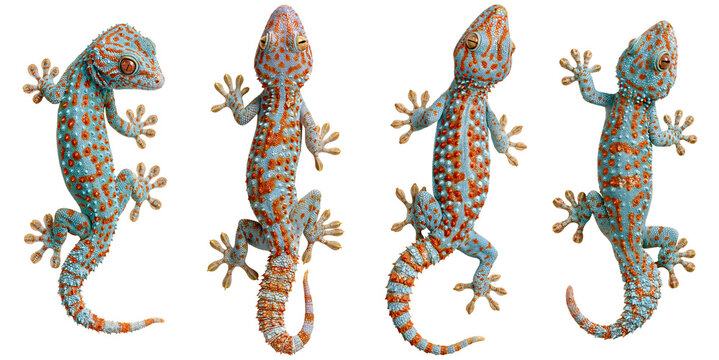 set of tokay gecko lizards isolated on white transparent background - design element cut-out object collection