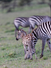 Obraz premium Baby Zebra