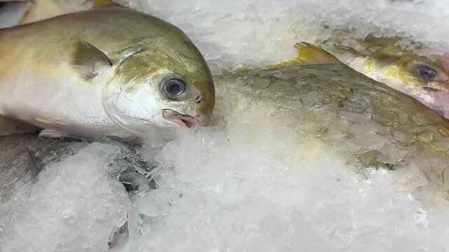 Frozen pompano on ice counter in fish shop, silver yellow fish lying on shallow crushed ice, retail display arranged