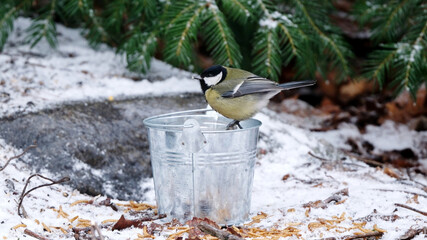 Tits Feeding From A Bucket Bird Feeder In The Forest In Winter © Alla