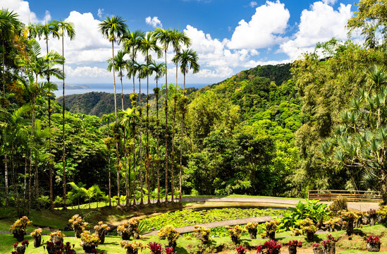 A scenic view of the Jardin de Balata botanical garden in Martinique, France, featuring exotic palm trees, a lily pond, and a distant view of the Caribbean sea.
