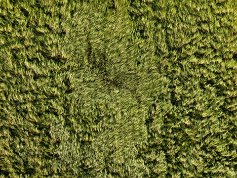 Aerial Top View of Wind Flattened Grain Field Creating Natural Agricultural Texture