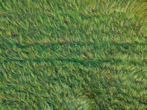 Aerial Top View of Wind Flattened Grain Field Creating Natural Agricultural Texture