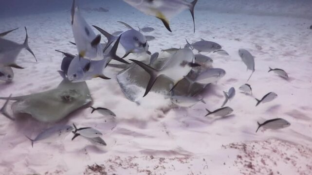 Couple of Southern Stingray (dasyatis americana) looking for food on the sandbank
