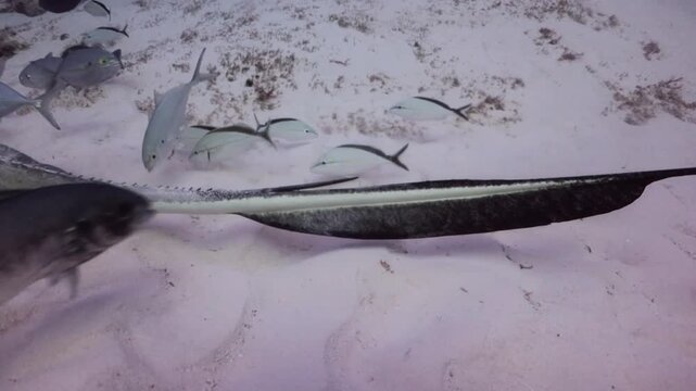 tail and sting of the Southern Stingray (dasyatis americana)