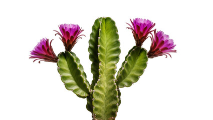 Isolated exotic flowering cactus plant with multiple vibrant magenta blossoms and green stem © Saoirse