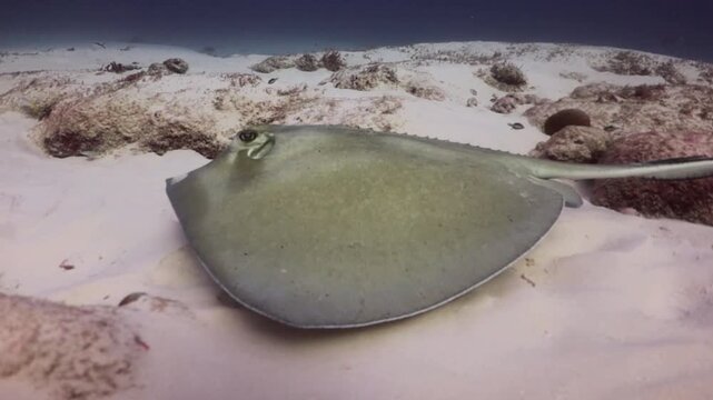 Southern Stingray (dasyatis americana) swimming soft on the sand