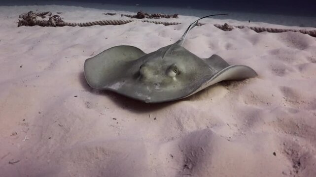 Southern Stingray (dasyatis americana) swimming softly on the sandbank