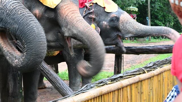 Tourists Feeding Elephants at Animal Sanctuary in Thailand, Asian Elephant Care and Conservation Experience