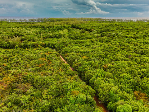 Aerial view of dense green canopy of a tropical forest with a winding dirt track leading towards the ocean The Bluff Settlement, North Eleuthera, The Bahamas.