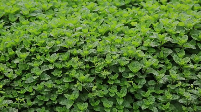 Mint plant grow at vegetable garden