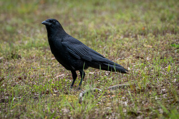 Fototapeta premium A glossy black crow stands alert in a grassy field, its dark feathers contrasting with the muted earth tones. The bird's sharp gaze and sturdy posture create a striking wildlife portrait.