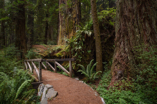 redwoods