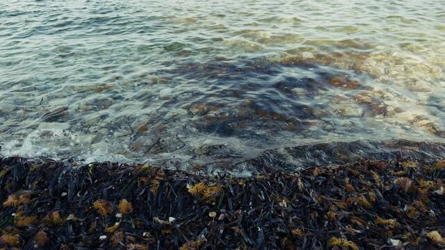 Seaweed On Shore With Clear Sea Waves Rippling On Beach