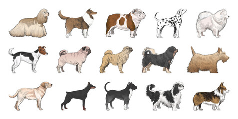 Obraz premium PNG Illustrated diverse dog breeds collection on transparent background
