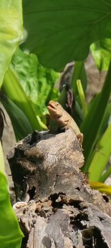 Oriental Garden Lizard on tree waiting for catch insect 