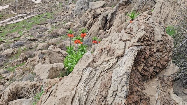 Crown imperial fritillary flowers blooming among rocky mountain slopes with snow patches and overcast sky in wild nature.
📍 Hawraman Takht, Kurdistan, Iran 
