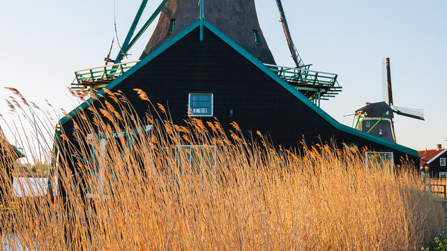 Traditional dutch windmills behind golden reed grass at sunset, historic wooden houses and mills with autumn pampas grass on foreground in zaanse schans netherlands