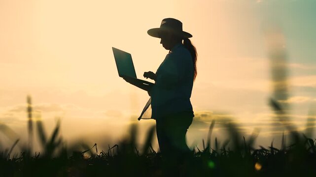 Businesswoman farmer, agriculture. Farmer works in field with computer. Female farmer grows grain in field, checking harvest. Worker with laptop works in wheat field. Modern technologies. Silhouette