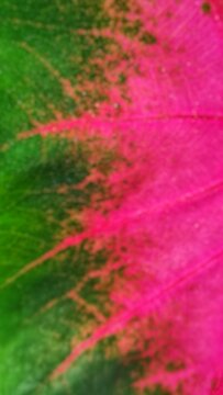 Blurred natural background pattern of pink and green caladium taro leaf for graphic design.