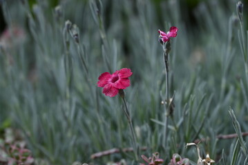 Obraz premium red wildflowers