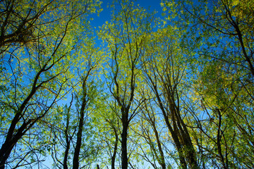 Fototapeta premium Willows, Ankeny National Wildlife Refuge, Oregon