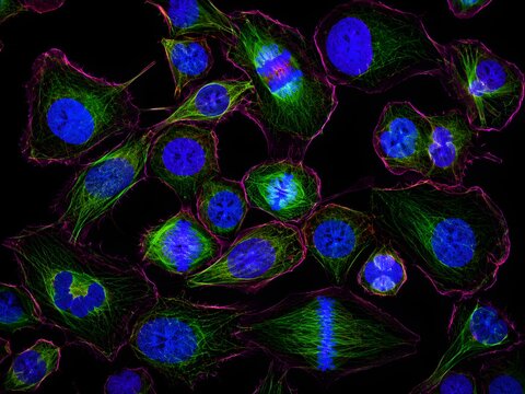  Human Stem Cells Fluorescence Microscopy Image &mdash; Regenerative Medicine Research Background