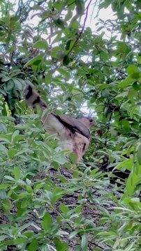 bird in a tree