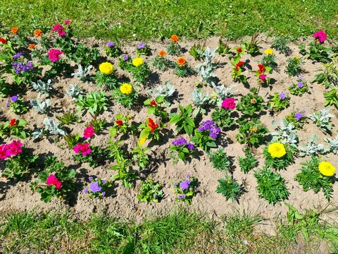 Colorful flowers blooming in a garden flower bed