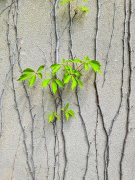 Green leaves growing on old vines, showing renewal on wall