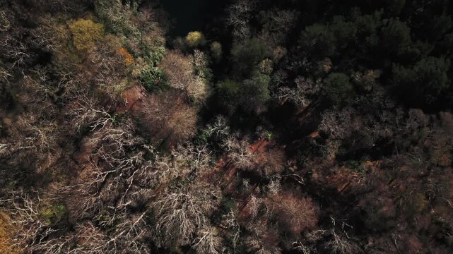 Top down drone view of colourful forest/woodlands,  Prior to seeing BluePool lake and nature reserve.
