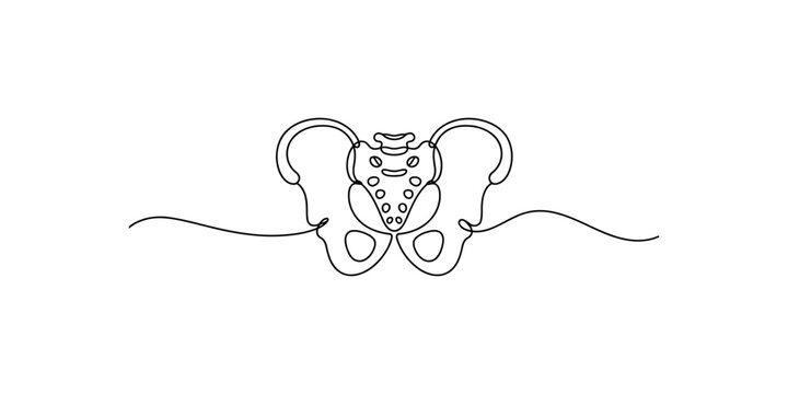 Continuous line drawing of a pelvis and sacrum with sciatic nerve