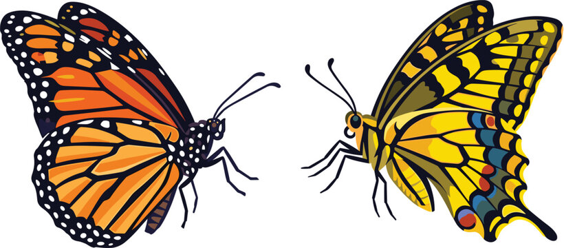Vector illustration of an orange monarch butterfly and a yellow swallowtail butterfly isolated on a white background