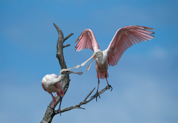 Espátulas rosadas peleando © Sergio