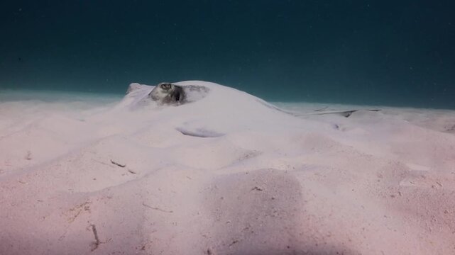 Southern Stingray (dasyatis americana) very camouflage in the sandbank