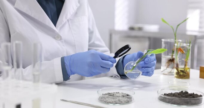 Laboratory testing. Scientist examining sample of green plant with magnifying glass at white table indoors, closeup