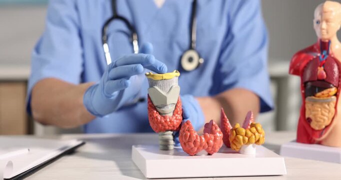 Endocrinologist demonstrating models of thyroid glands at light wooden table in clinic, closeup