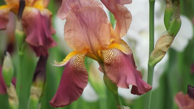 【4K】弘前公園に咲く優美なジャーマンアイリス：初夏の光に輝く華やかな花弁。青森の洗練されたボタニカル映像素材　[4K] Elegant German Iris (Iris germanica) Blooming in Hirosaki Park: Early Summer Scenery, Aomori Japan 撮影日：20260521-1

