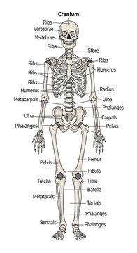 Human skeletal system anatomical diagram labeled.