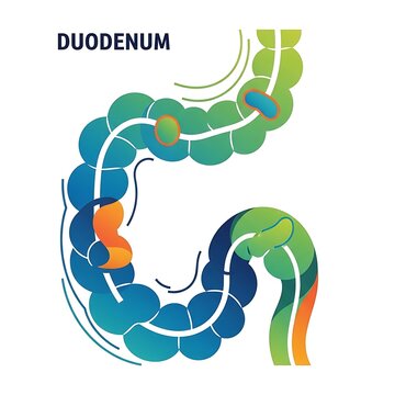 Human digestive system highlighting the duodenum section.