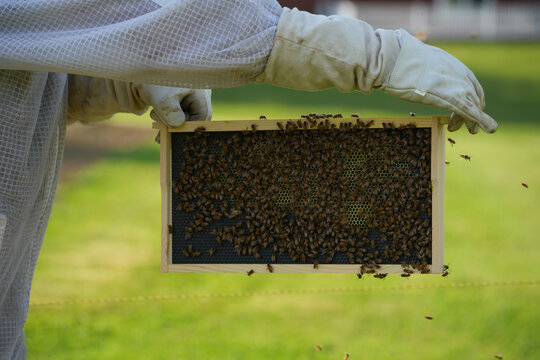 Beekeeper showing off a tray of honeybees from a bee box.