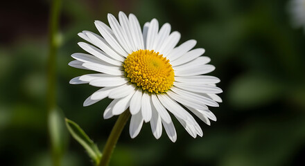 Fototapeta premium Close up of a bright yellow and white daisy flower with green leaves