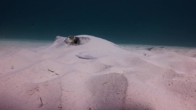 Southern Stingray (dasyatis americana) very camouflage in the sandbank and a diver behind