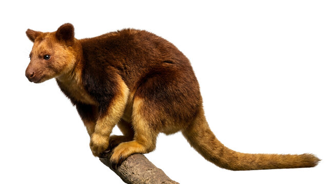 Captivating shot of a unique Tree Kangaroo perched gracefully on a sturdy branch, showcasing its distinctive fur and powerful build against a clean white backdrop, highlighting its agile nature