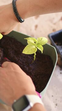 Vertical video: Seeing low soil, hands scooping with pink trowel on patio bench, firming seedlings