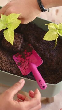 Vertical video: Lifting seedling from tray, hands planting in planter at porch with pink trowel