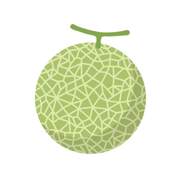 マスクメロンのフラットベクターイラスト 夏の高級フルーツ素材